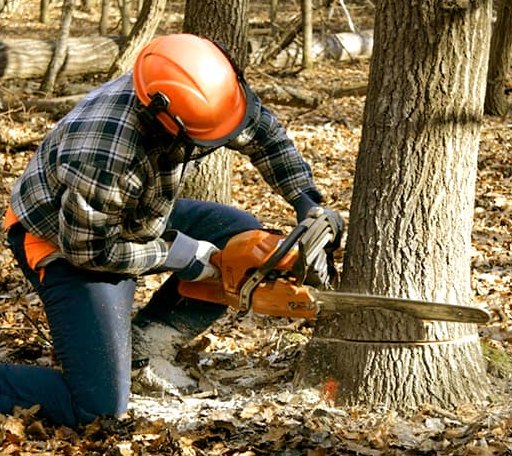 Tree Removal in Evanston, WY